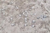 Turtle Watching Tour