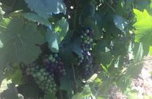 Private Yarra Valley Wine Tour