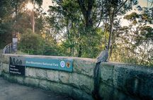 PRIVATE Blue Mountains Wilderness & Wildlife Late Start Tour