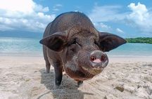 Pig Island & Koh Tan Tour by Speed Boat (Snorkeling & Kayaking)