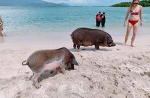 Pig Island & Koh Tan Tour by Speed Boat (Snorkeling & Kayaking)