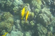 Kealakekua Bay Morning Snorkel to Captain Cook Monument