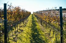 Private Tour - Waiheke Island Luxury Experience
