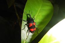 Private 4 Hours Night Jungle Hike Panama Tour