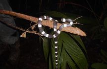 Private 4 Hours Night Jungle Hike Panama Tour