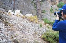 Premiere Private Black Hills Tour: Mt Rushmore, Crazy Horse & Custer State Park