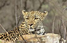 Afternoon Kruger National Park Safari