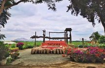 Wine, Pisco and Dune Buggy Experience