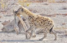 Botswana Classic Camping Safari ( 8nights/9 days)