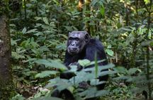 5-Day Gorillas, Lions and Water Safari in Uganda