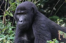 5 Day Gorillas and White Water Rafting Uganda Safari Adventure