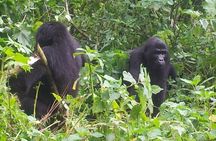 5 Day Gorillas and White Water Rafting Uganda Safari Adventure