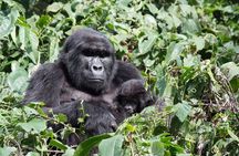 5 Day Gorillas and White Water Rafting Uganda Safari Adventure