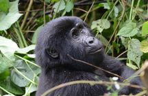9-Day Uganda Primates - Lions & so Much More (Midrange)