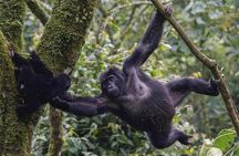 5-Day Gorillas, Lions and Water Safari in Uganda