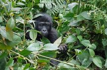 5-Day Gorillas, Lions and Water Safari in Uganda