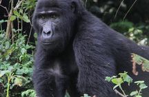 9-Day Uganda Primates - Lions & so Much More (Midrange)