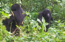 3 Day Gorilla Trekking Safari in Uganda - Budget Safari