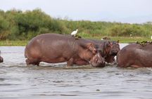 7-Day Uganda Adventure Safari - Midrange Lodges