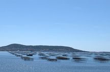 Highlights of Sète, oyster and Wine in Picpoul de Pinet
