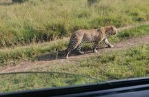 Maasai Mara Safari!!