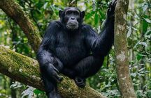 9-Day Uganda Primates - Lions & so Much More (Midrange)
