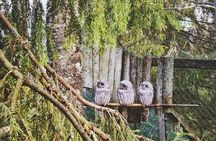 Tour to Ranua Zoo Wildlife Park Small Group Experience