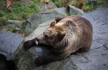 Tour to Ranua Zoo Wildlife Park Small Group Experience