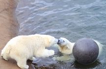 Tour to Ranua Zoo Wildlife Park Small Group Experience