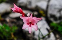 Tranquility Cracks Private Hike on Table Mountain's 12 Apostles