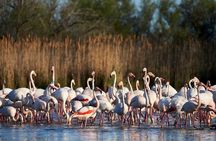 Camargue and Aigues-Mortes Road trip