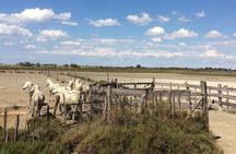 Camargue and Aigues-Mortes Road trip