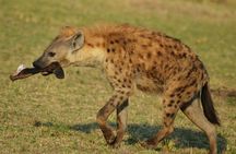6 Days Amboseli, Lake Nakuru and Masai Mara