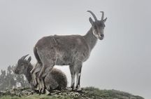 Day trek to Simien Mountains