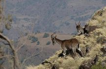 Day trek to Simien Mountains