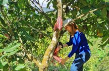 Chocolate Farm Private Tour in Medellin: Real Genuine Experience