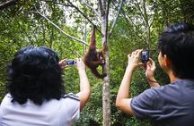 Sarawak Orangutan Semenggoh Wildlife Centre Tour