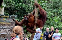 Sarawak Orangutan Semenggoh Wildlife Centre Tour