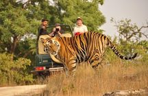 Royal Rajasthan Tour With Wildlife and Taj Mahal 