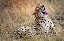 5 Days, 4 Nights Private Safari to Lake Manyara, Serengeti and Ngorongoro Parks