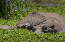 5 Days, 4 Nights Private Safari to Lake Manyara, Serengeti and Ngorongoro Parks