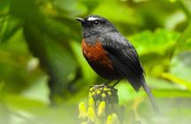 Prívate birding tour in Mindo Cloud-Forest + Mitad del mundo