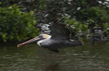 Marco Island: 2-Hour Dolphin, Birding, and Shelling Tour