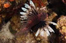 Introduction Shore Dive with Scubaçao (2 dives)