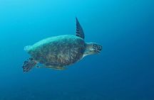 Introduction Shore Dive with Scubaçao (2 dives)