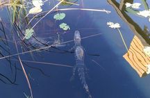 Everglades Airboat Safari Adventure with Transportation