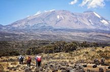8 Days Lemosho Route Kilimanjaro Trekking