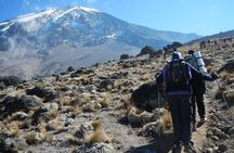 8 Days Lemosho Route Kilimanjaro Trekking