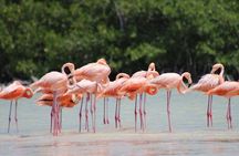 Río Lagartos y Las Coloradas Private Tour from Merida