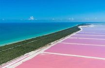 Río Lagartos y Las Coloradas Private Tour from Merida